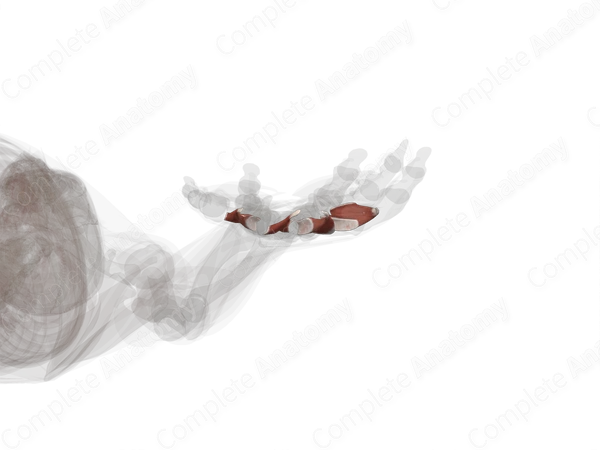 Dorsal Interossei Muscles of Hand (Left)