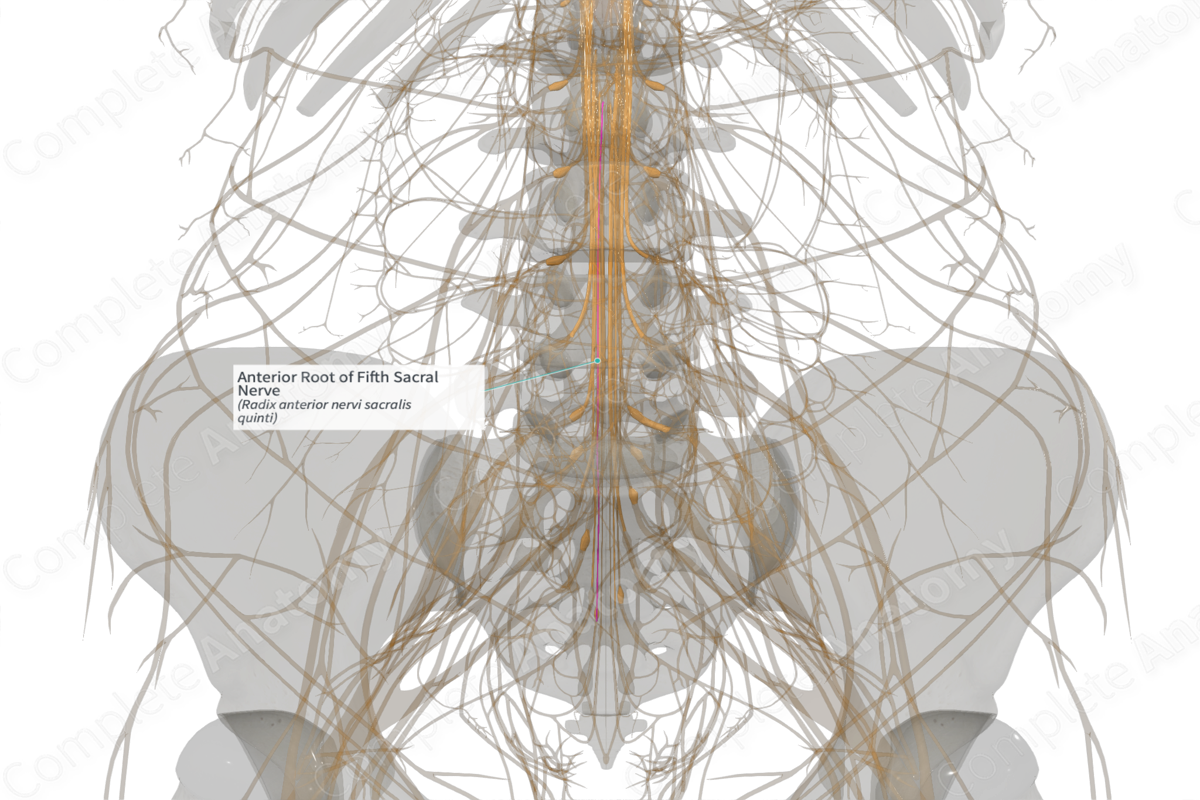 Anterior Root of Fifth Sacral Nerve (Left)