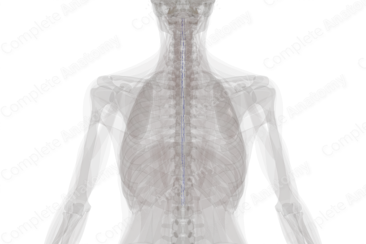 Anterior Spinal Veins