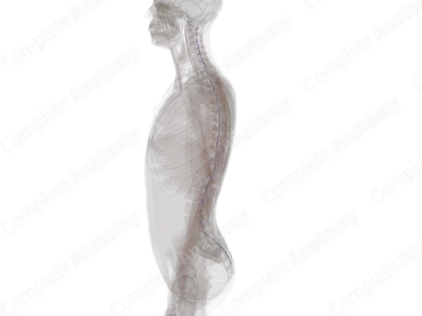 Posterior Internal Vertebral Venous Plexus