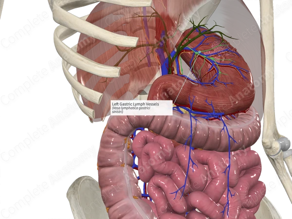 Left Gastric Lymph Vessels
