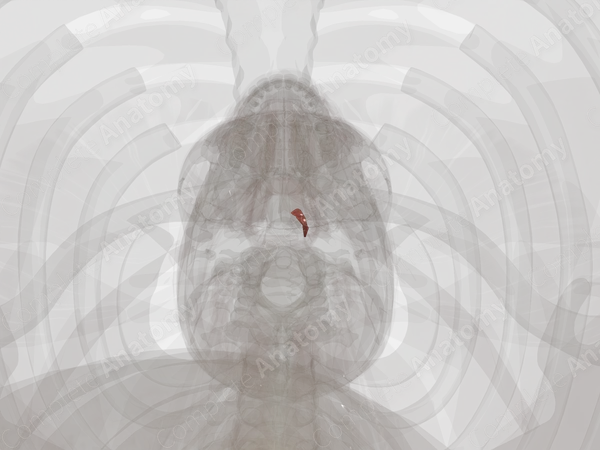 Cricothyroid Muscle (Left)