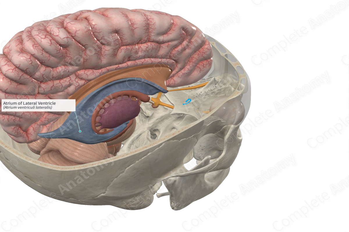 Atrium of Lateral Ventricle 