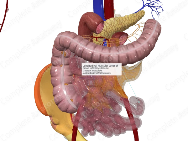 Longitudinal Muscular Layer of Small intestine (Ileum)