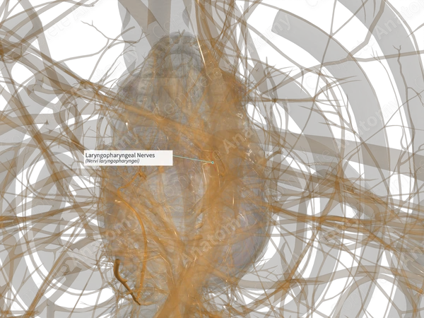 Laryngopharyngeal Nerves (Right)