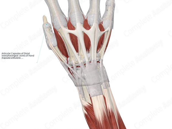 Articular Capsules of Distal Interphalangeal Joints of Hand