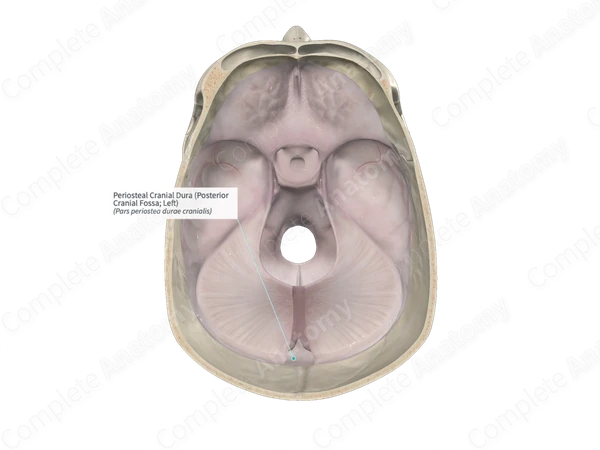 Periosteal Cranial Dura (Posterior Cranial Fossa; Left)