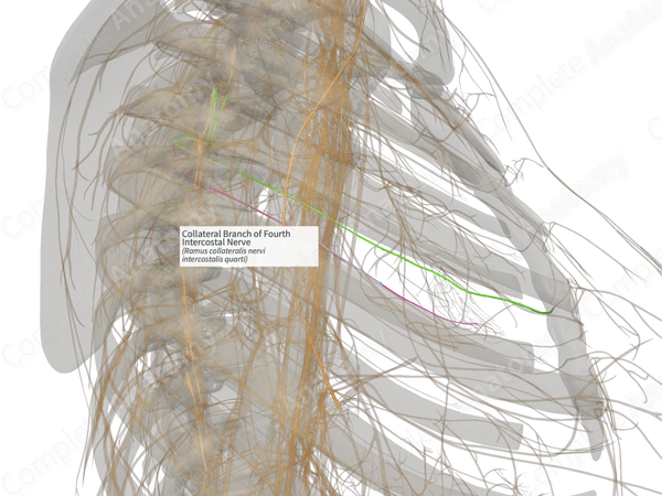 Collateral Branch of Fourth Intercostal Nerve (Left)