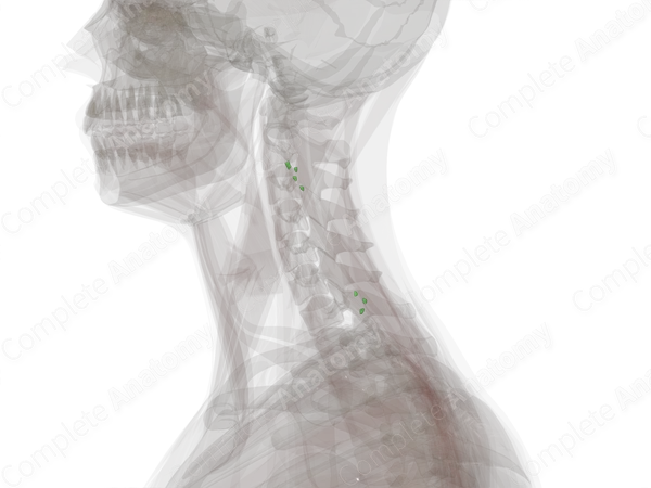 Accessory Nodes (Left)