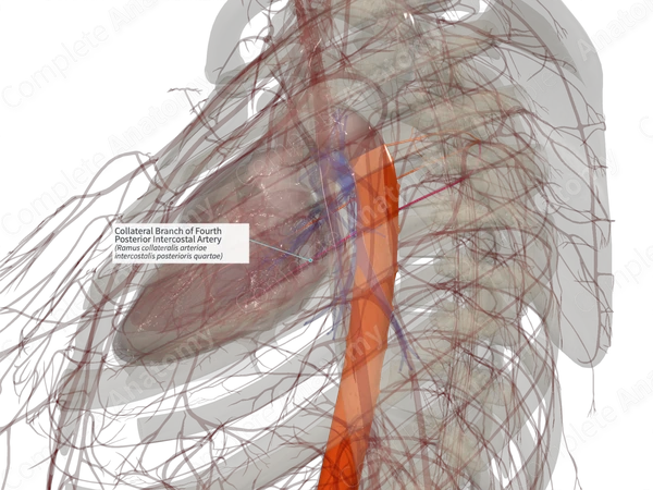 Collateral Branch of Fourth Posterior Intercostal Artery (Right)