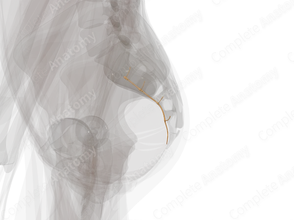 Sympathetic Trunk (Sacral; Left)