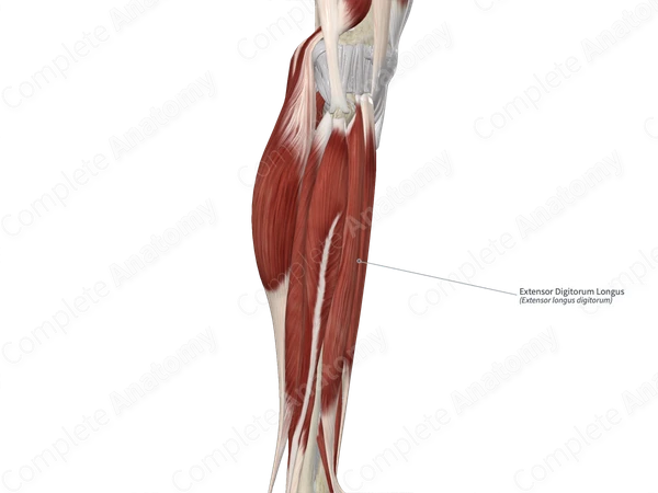 Extensor Digitorum Longus
