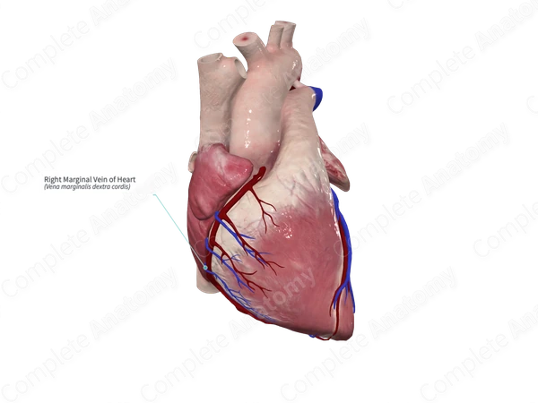 Right Marginal Vein of Heart