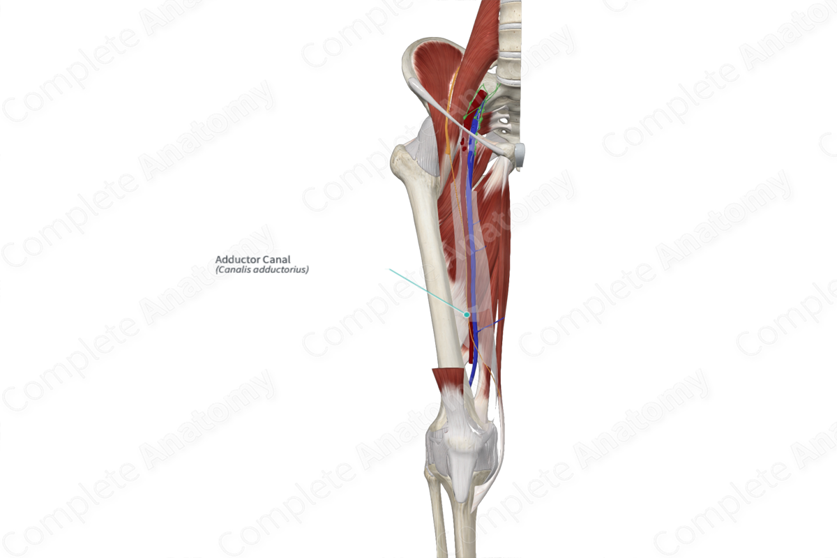 Adductor Canal 