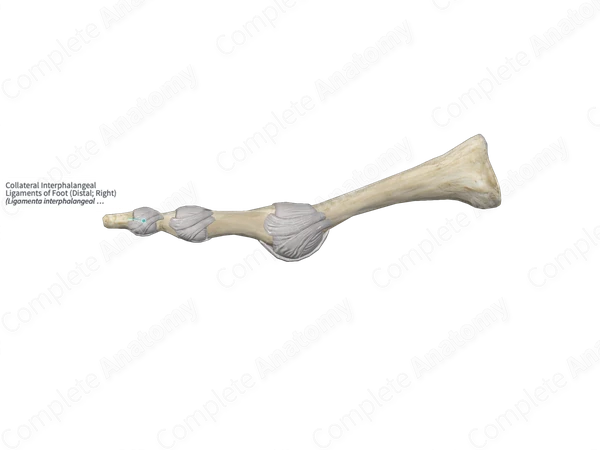 Collateral Interphalangeal Ligaments of Foot (Distal; Left)