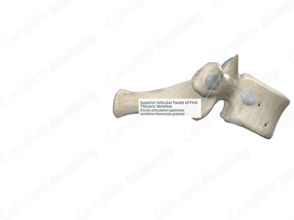 Superior Articular Facets of First Thoracic Vertebra