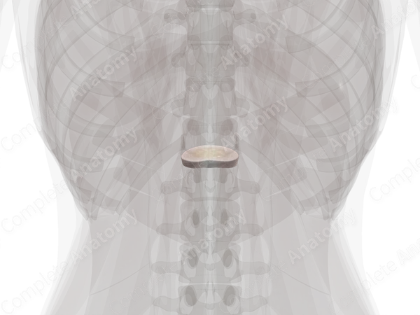 Intervertebral Disc (T12-L1)