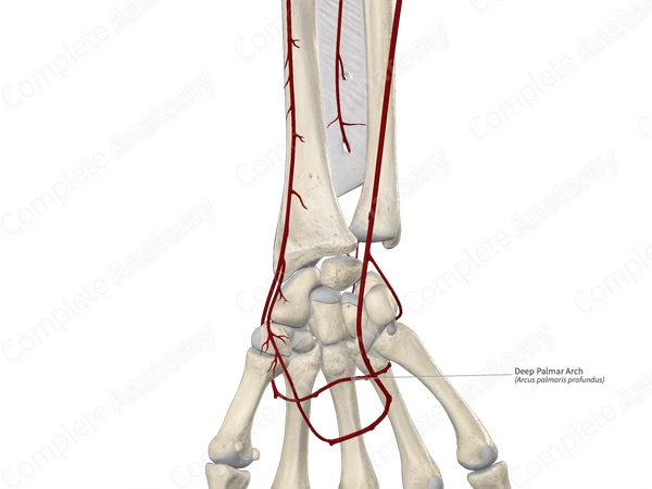 Deep Palmar Arch
