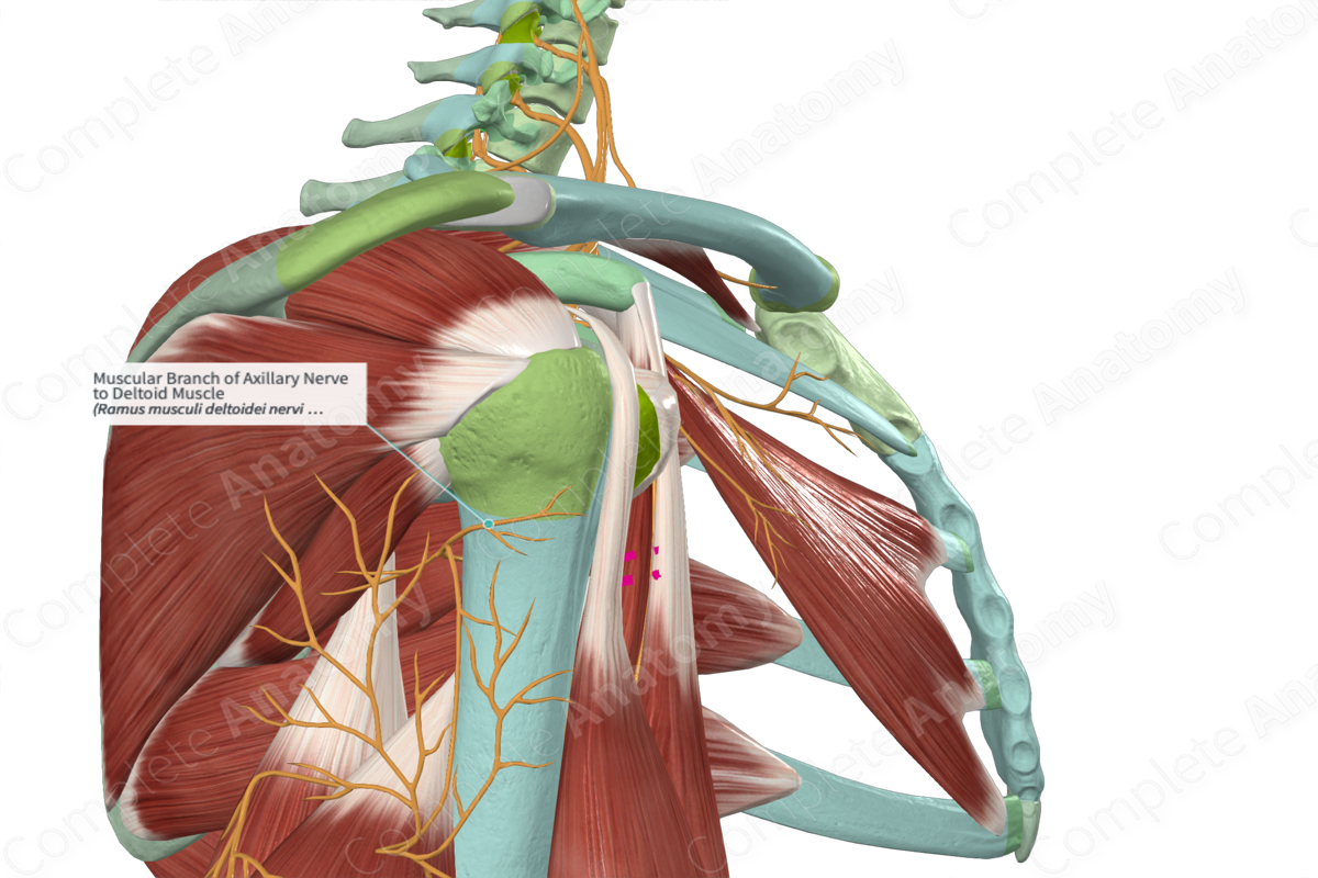 Muscular Branch of Axillary Nerve to Deltoid Muscle 