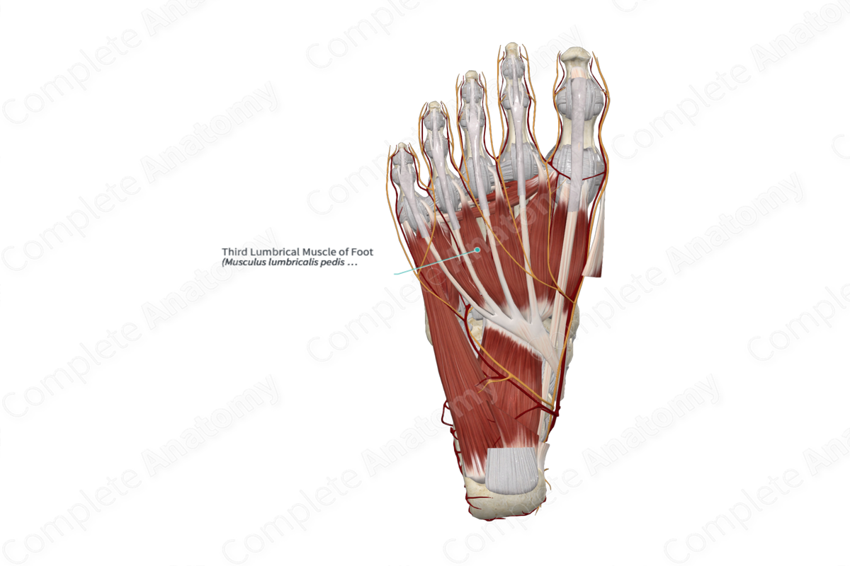 Third Lumbrical Muscle of Foot 