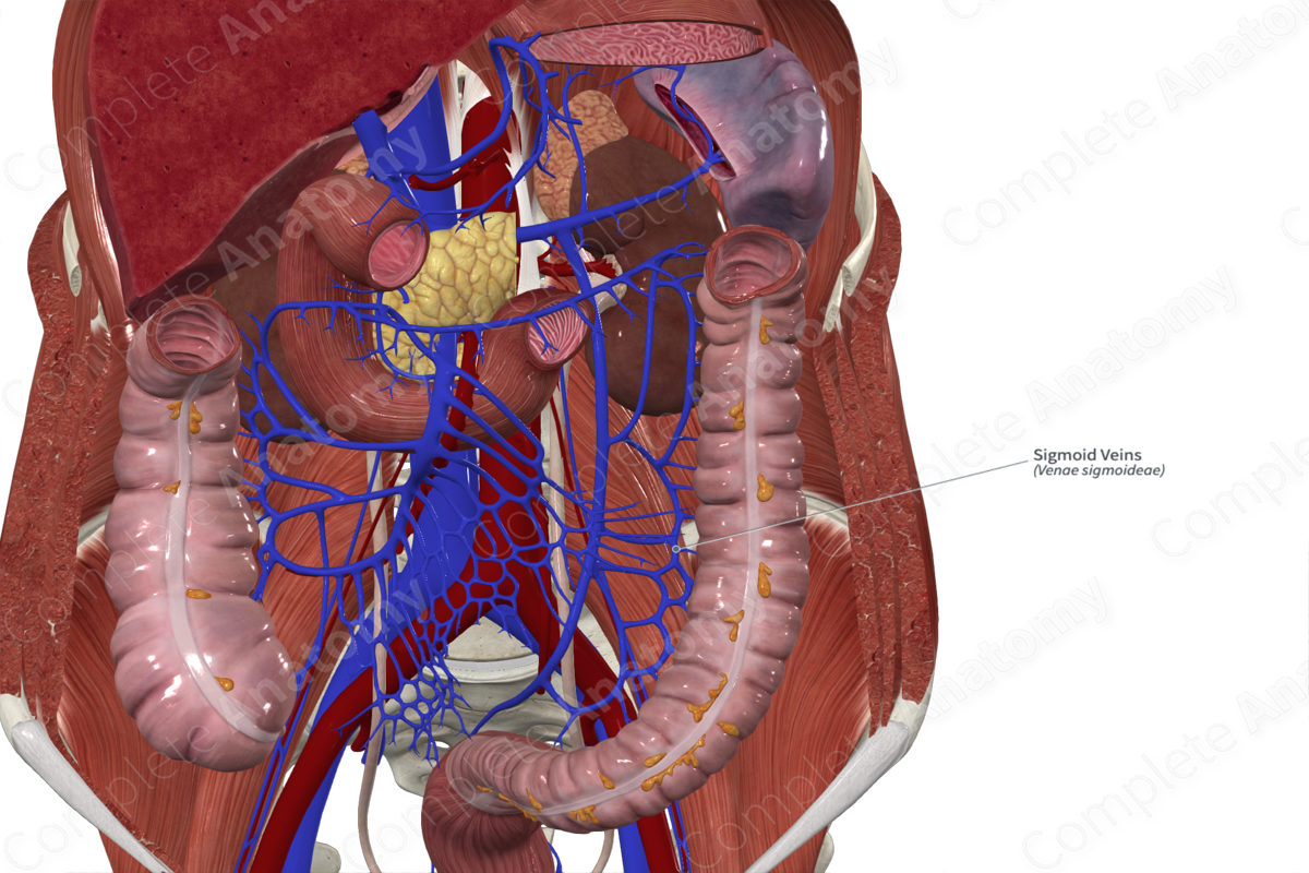 Sigmoid Veins