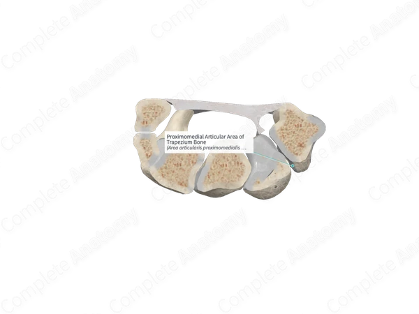 Proximomedial Articular Area of Trapezium Bone