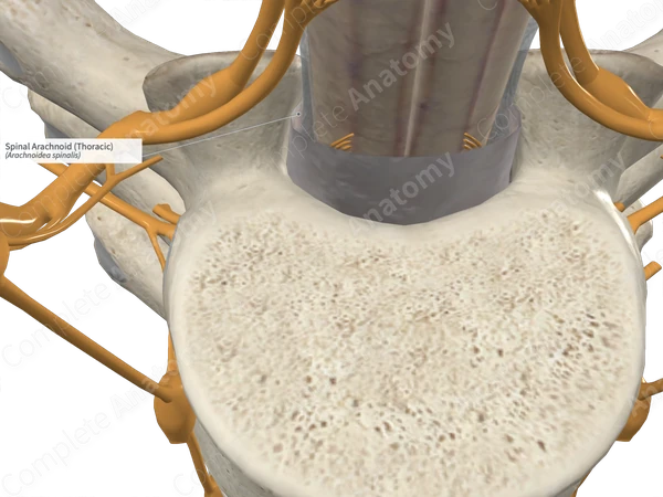 Spinal Arachnoid (Thoracic)