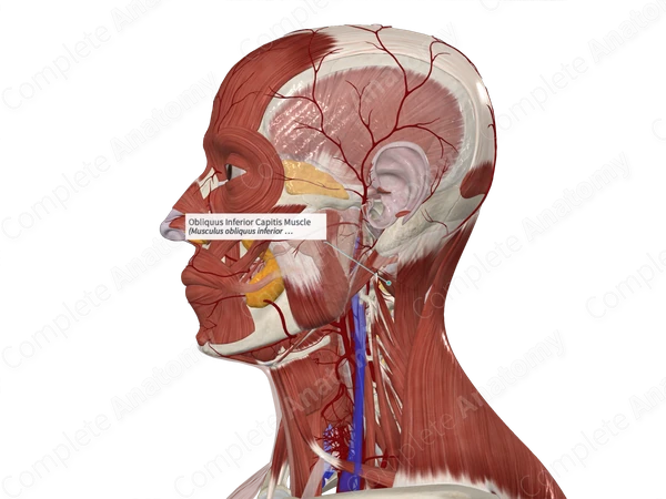 Obliquus Inferior Capitis Muscle 