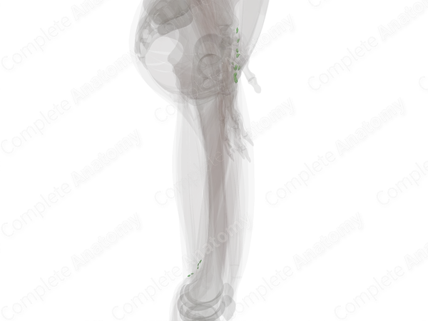 Lymph Nodes of Lower Limb (Left)