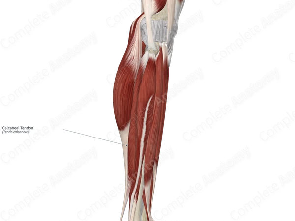 Calcaneal Tendon