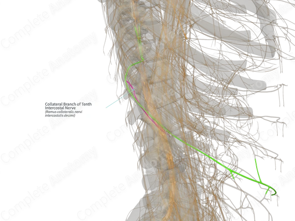 Collateral Branch of Tenth Intercostal Nerve (Right)