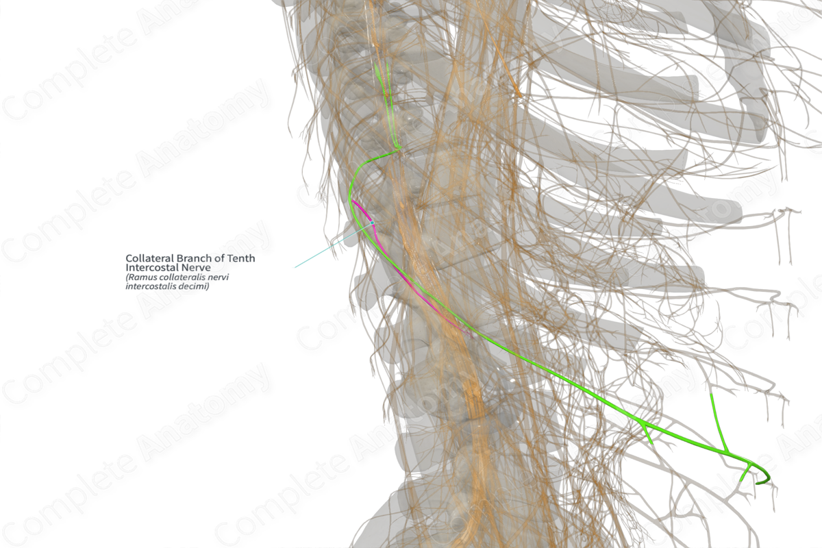 Collateral Branch of Tenth Intercostal Nerve (Right)
