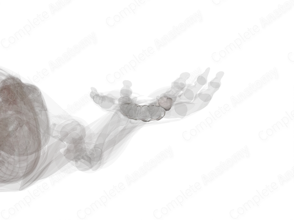 Carpometacarpal Joints (Left)