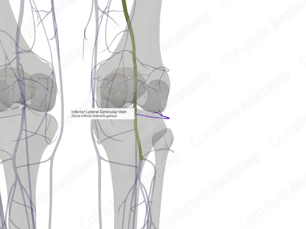 Inferior Lateral Genicular Vein (Right)