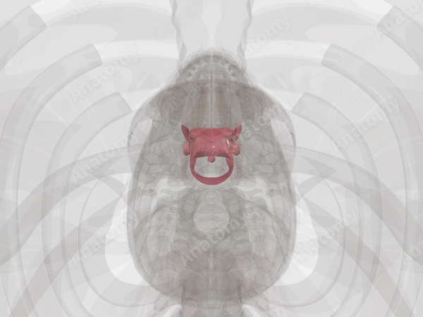 Oropharynx