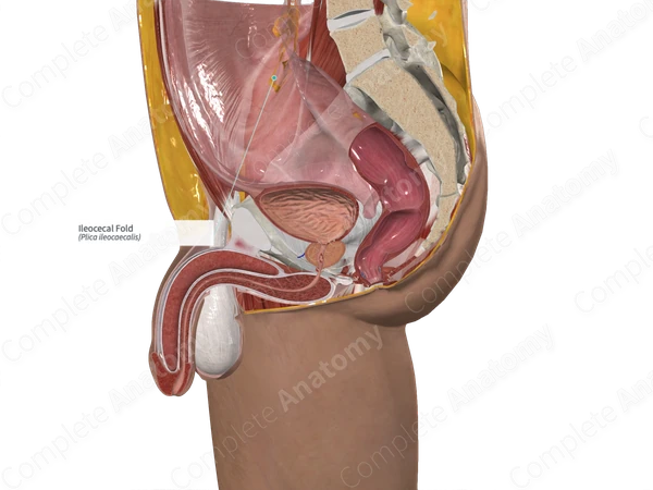 Ileocecal Fold
