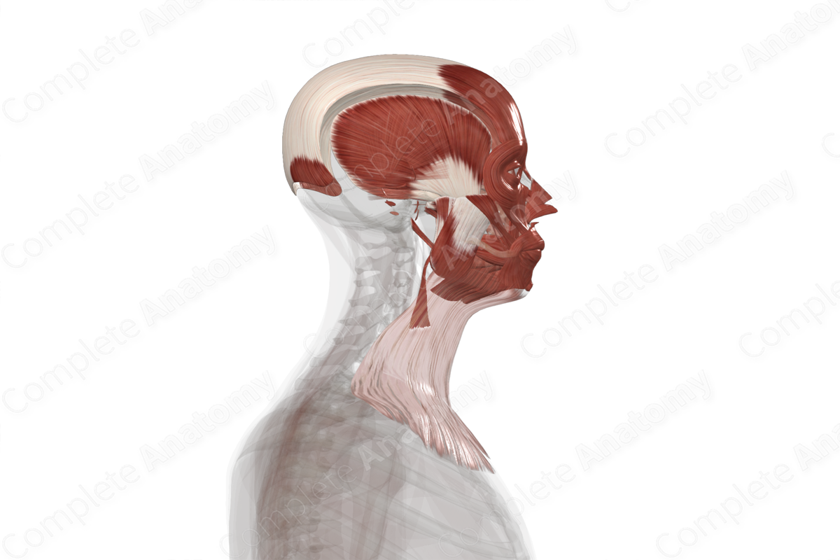 Muscles of Head