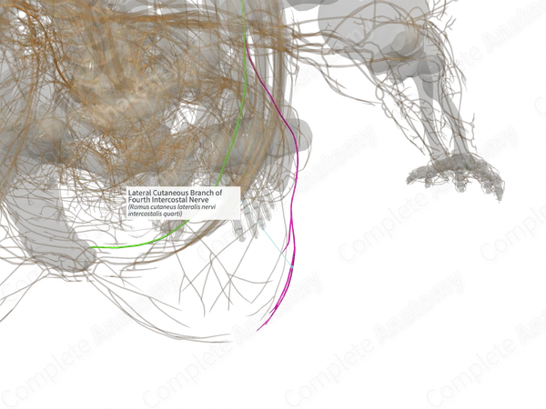 Lateral Cutaneous Branch of Fourth Intercostal Nerve (Left)