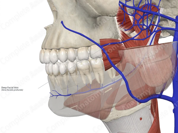 Deep Facial Vein 