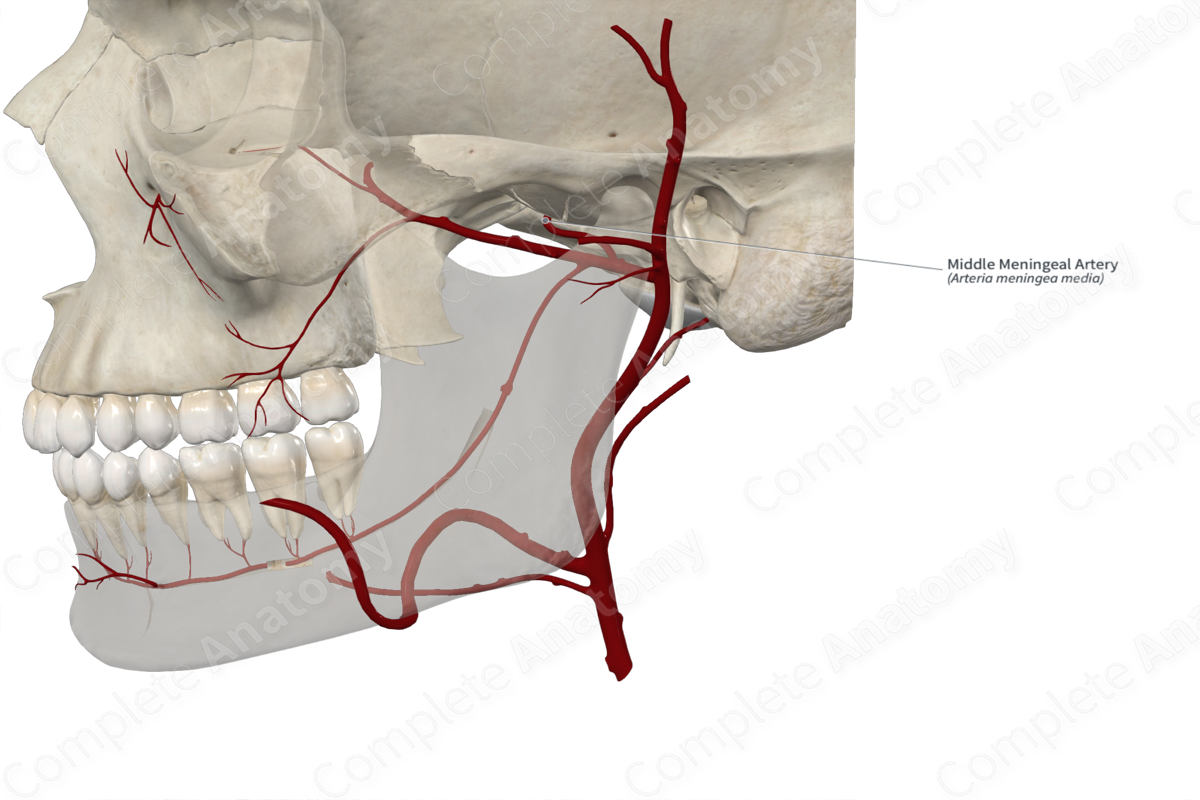 Middle Meningeal Artery 