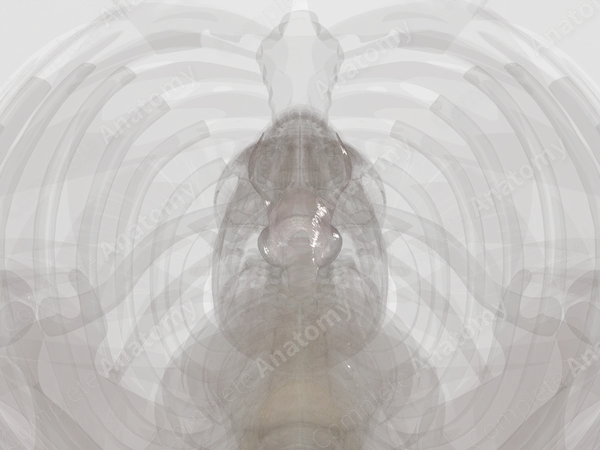 Visceral Cervical Fascia