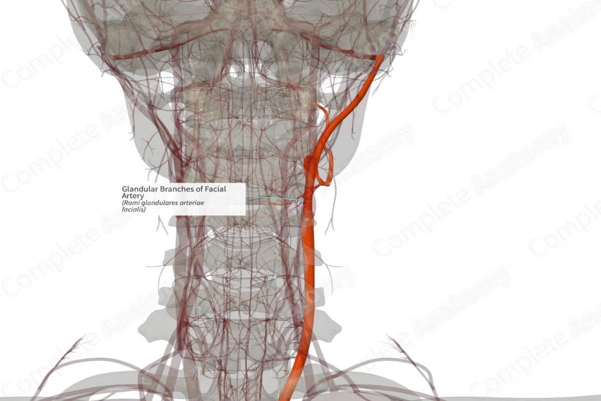 Glandular Branches of Facial Artery (Right)