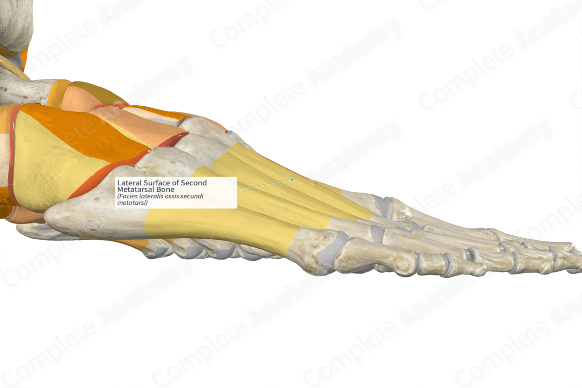 Lateral Surface of Second Metatarsal Bone