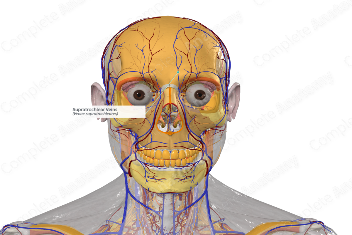 Supratrochlear Veins 