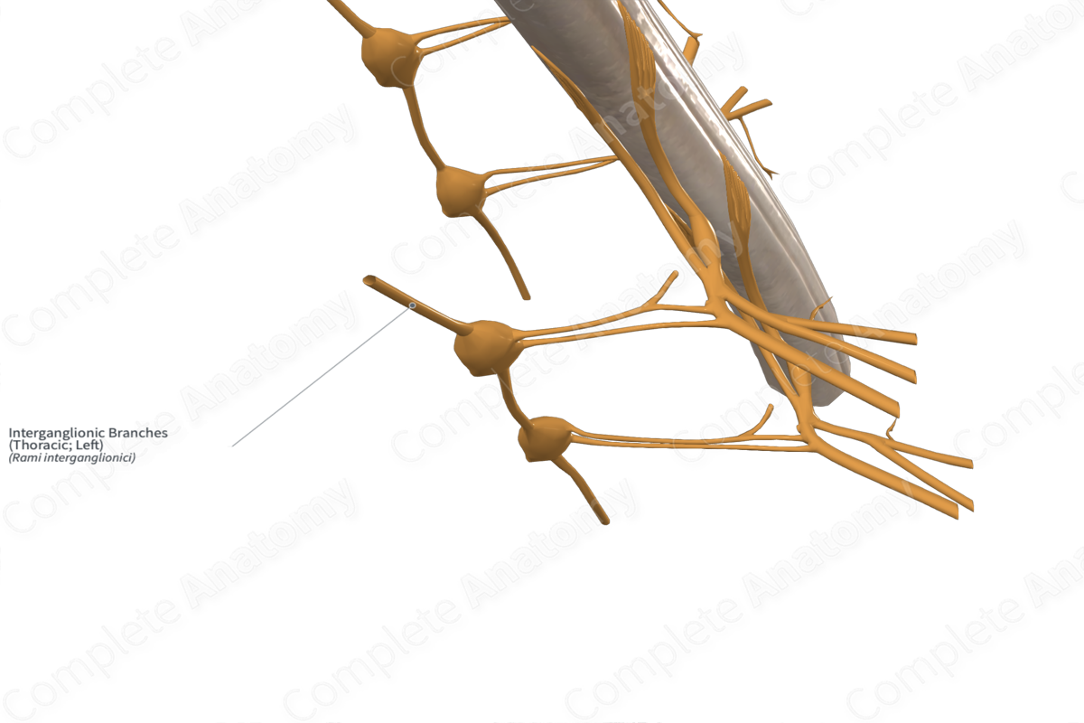 Interganglionic Branches (Thoracic; Left)