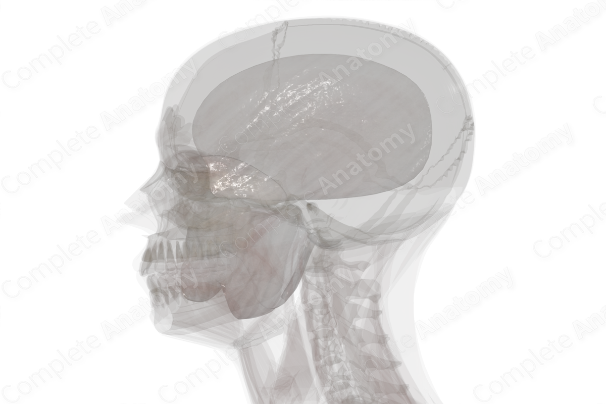 Deep Fascia of Head (Left)
