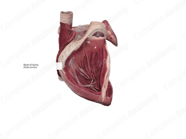 Root of Aorta
