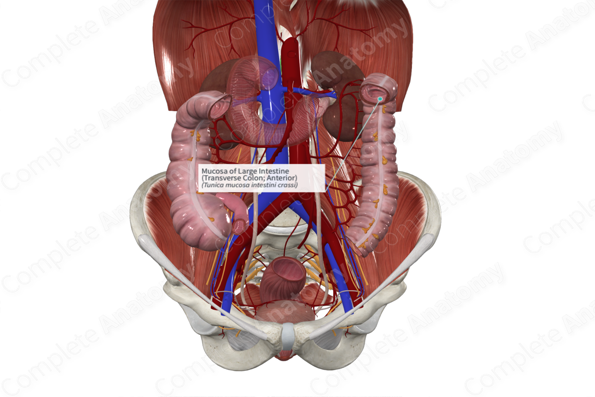 Mucosa of Large Intestine (Transverse Colon; Anterior)