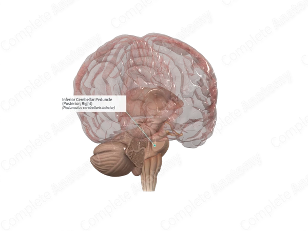 Inferior Cerebellar Peduncle (Posterior; Left)