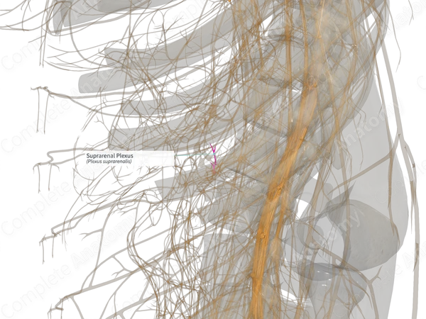 Suprarenal Plexus (Right)